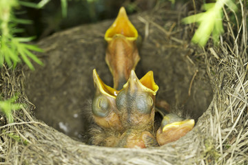 song thrush nest with baby birds / Turdus philomelos