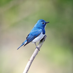 male Ultramarine Flycatcher
