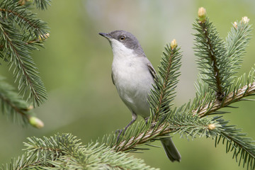 lesser whitethroat  - close up / Sylvia curruca