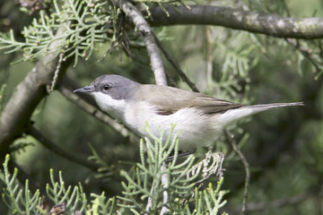 lesser whitethroat  - close up / Sylvia curruca