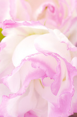 Obraz premium Eustoma flower close-up
