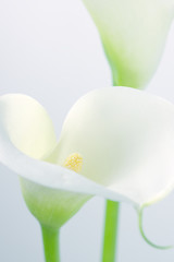 Calla lilies © Svetlana Lukienko