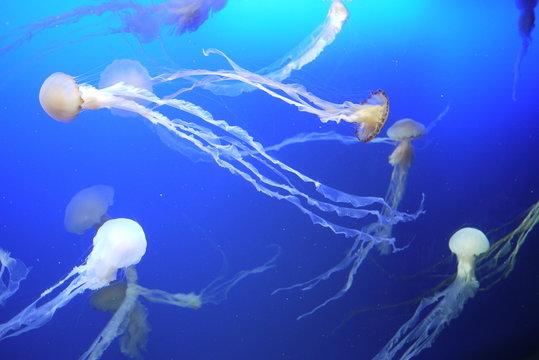 Jellyfish in sea aquarium
