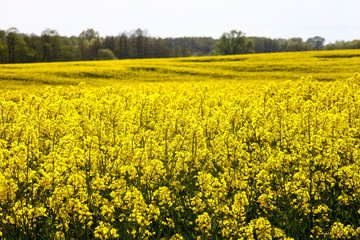 Obraz premium Rapsfeld