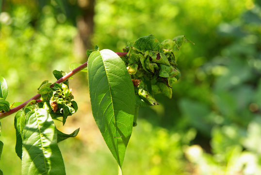 Kr&auml;uselkrankheit  - Leaf curl 01