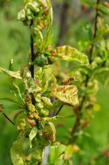 Kräuselkrankheit  - Leaf curl 10