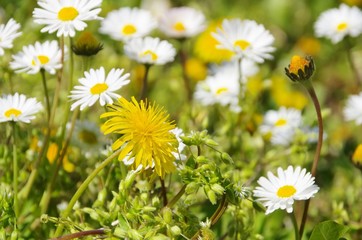 Loewenzahn und Gaensebluemchen - dandelion  and daisy 08
