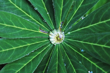 Obraz na płótnie Canvas Zielony liść z kroplami - lupinus.