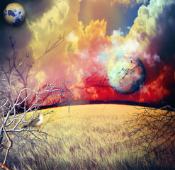 Cornfield macabre © Rosario Rizzo