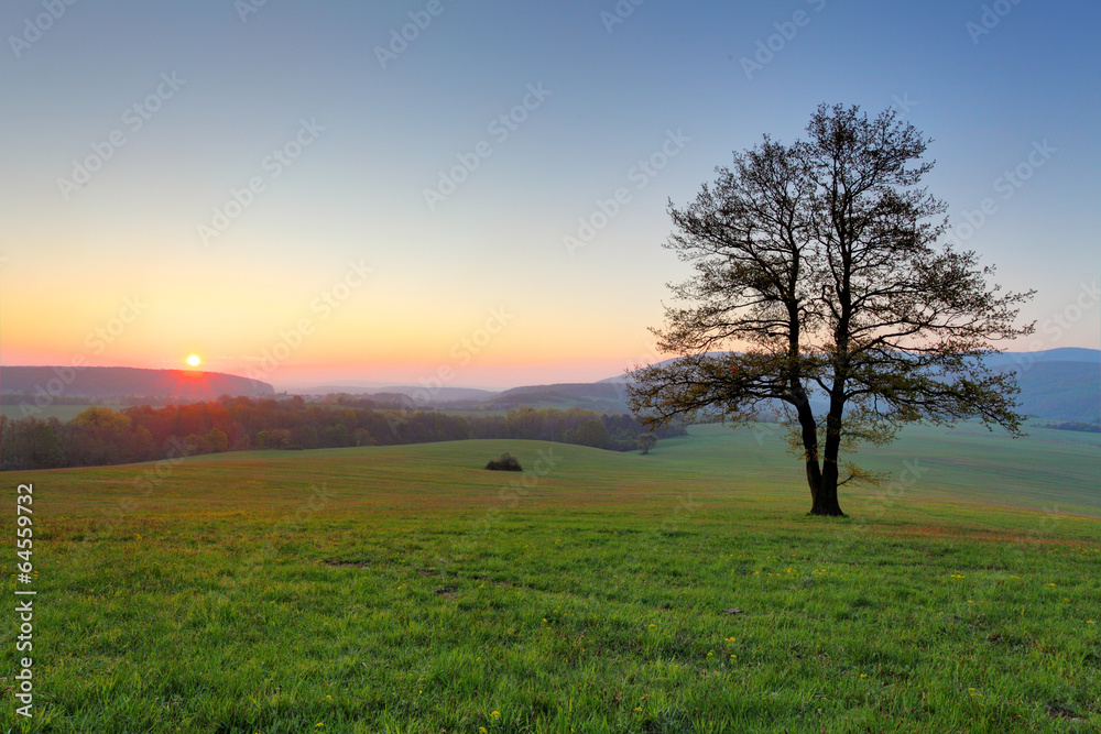 Fototapete Alone tree on meadow at sunset with sun and mist - panorama