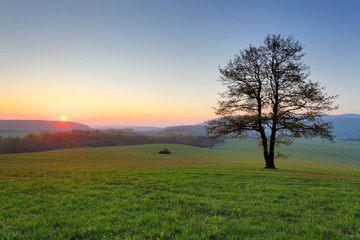 Alleen boom op weide bij zonsondergang met zon en mist - panorama