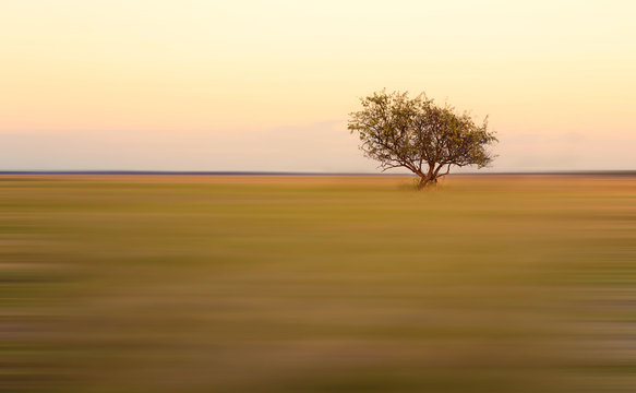 Lonely tree on blurred background at sunrise © SasaStock