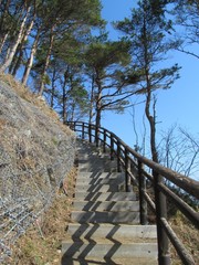 Fototapeta premium 山奥の遊歩道の階段