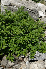 Nerprun nain (Rhamnus pumilus)