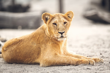 Naklejka premium Portrait of beautiful lioness