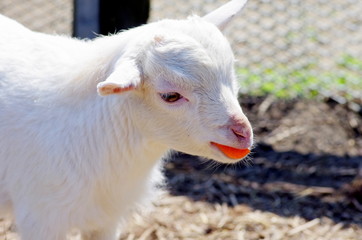 Obraz premium 仔山羊