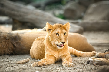 Fototapeta na wymiar Young lioness relaxing