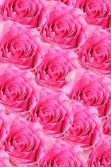 Rosen Background pink