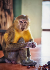 Capuchin Monkey
