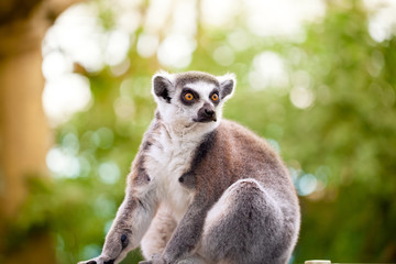 lemur (lemur catta)