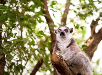 ring-tailed lemur (lemur catta)