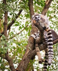 Lemur on tree