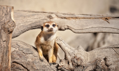 Fototapeta premium Meerkat