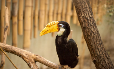 tropical Hornbill bird
