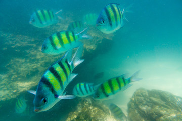 Naklejka na ściany i meble Group of coral fish in Andaman Sea