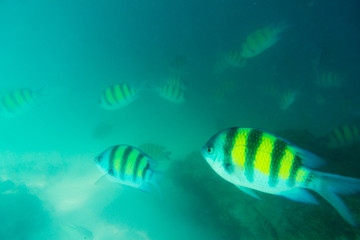 Group of coral fish in Andaman Sea