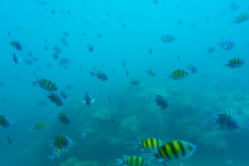 Obraz na płótnie Canvas Group of coral fish in Andaman Sea