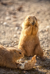 Cute beaver