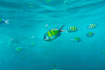 Fototapeta na wymiar Group of coral fish in Andaman Sea
