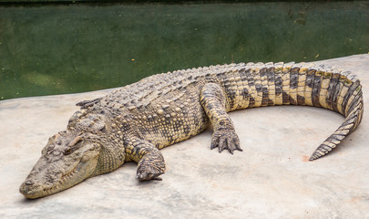 Crocodile