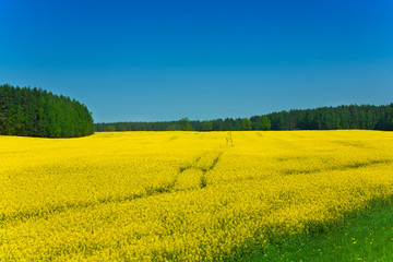 Yellow rapeseed field