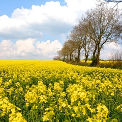 Landschaft im Fr&uuml;hling