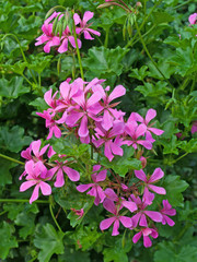 Pelargonie - Pelargonium