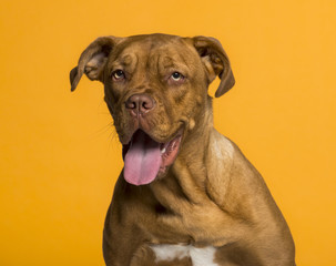 Headshot of Dogue de Bordeaux (8 months old)