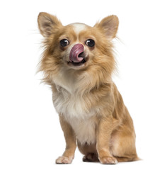 Chihuahua licking its lips (2 years old) - obrazy, fototapety, plakaty
