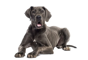 Great Dane lying down (8 months old)