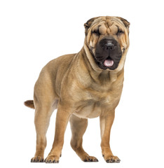Shar Pei panting (15 months old)
