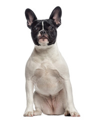 Obraz premium French Bulldog puppy sitting (6 months old)