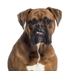 Headshot of a Boxer (10 months old)