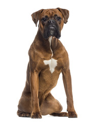 Boxer sitting (10 months old)