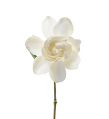 Fototapeta na wymiar Izolowane kwiat gardenia