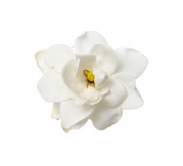 Obraz na płótnie Canvas Biały Gardenia Blossom