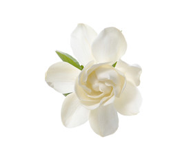 Fototapeta na wymiar Biały Gardenia Blossom
