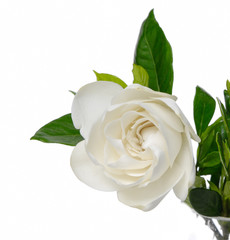 Isolated Gardenia Blossom