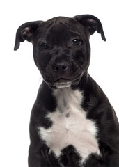 Headshot of a American Staffordshire Terrier puppy