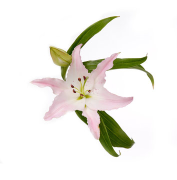 pink lily, isolated